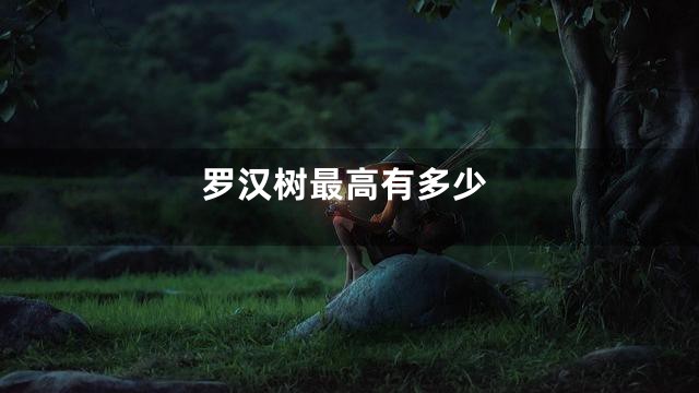 罗汉树最高有多少