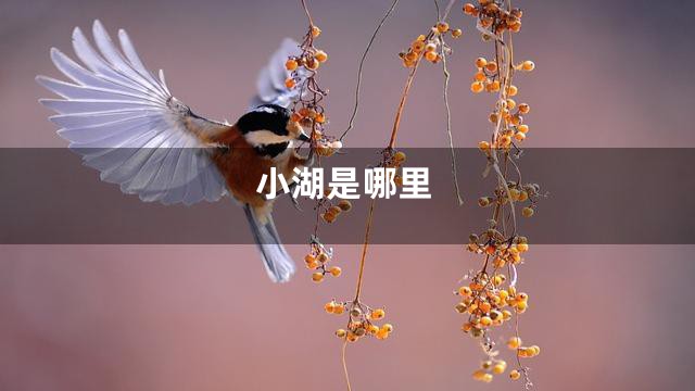小湖是哪里