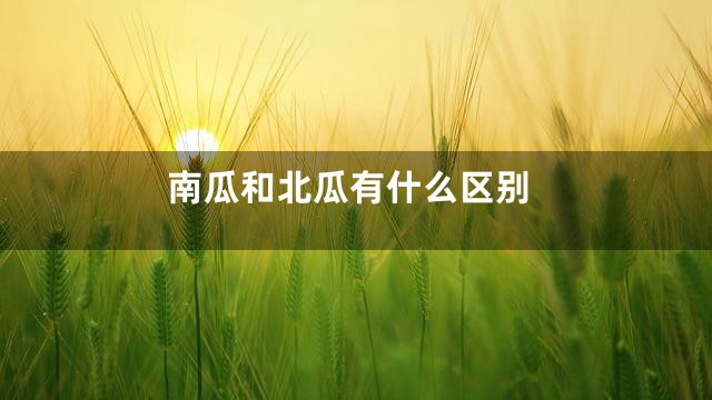南瓜和北瓜有什么区别