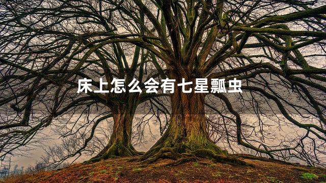 床上怎么会有七星瓢虫