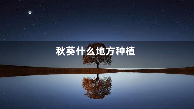 秋葵什么地方种植