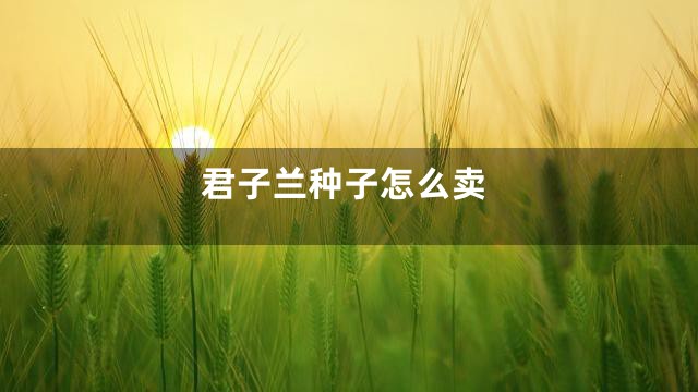君子兰种子怎么卖