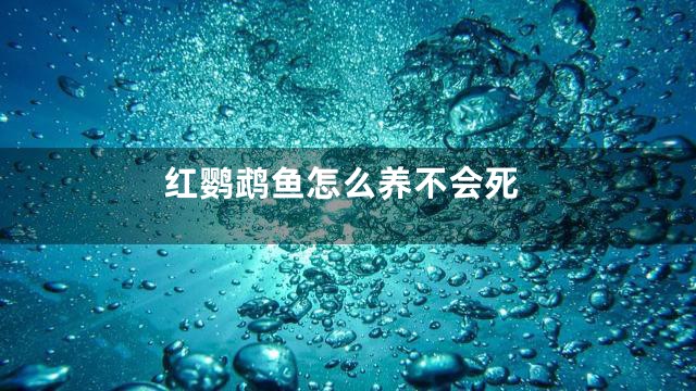 红鹦鹉鱼怎么养不会死