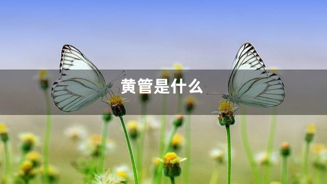黄管是什么