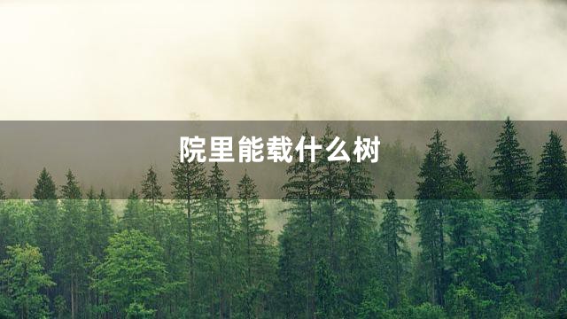 院里能载什么树