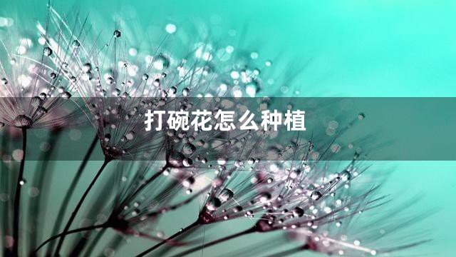 打碗花怎么种植