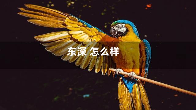东深 怎么样