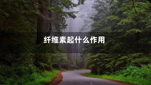 纤维素起什么作用