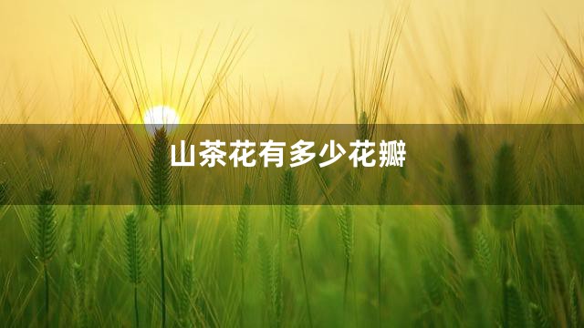 山茶花有多少花瓣