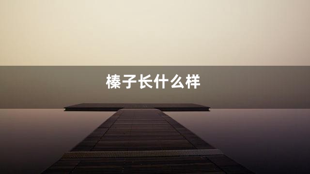榛子长什么样
