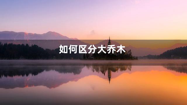 如何区分大乔木