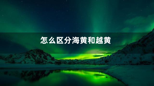 怎么区分海黄和越黄