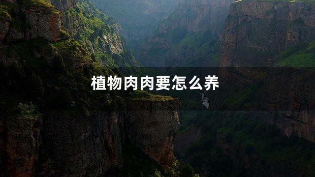 植物肉肉要怎么养