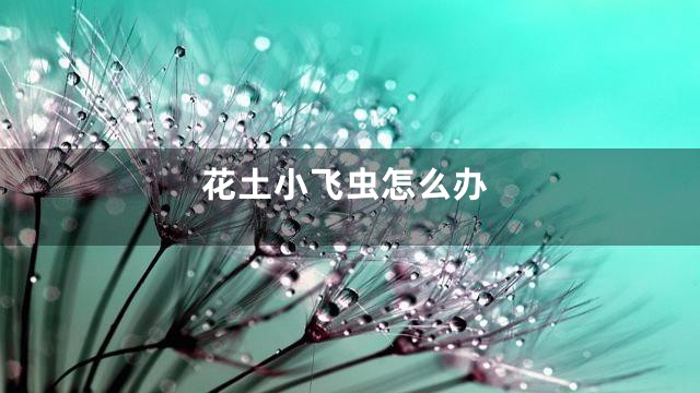 花土小飞虫怎么办