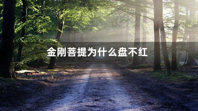 金刚菩提为什么盘不红