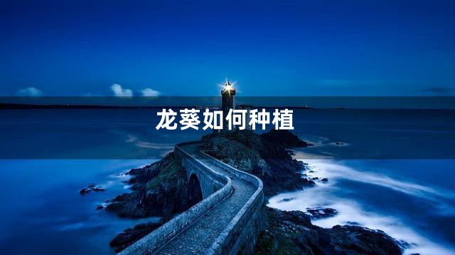 龙葵如何种植
