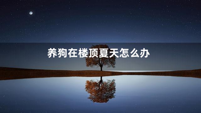 养狗在楼顶夏天怎么办