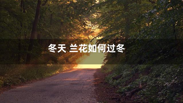 冬天 兰花如何过冬