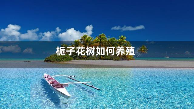 栀子花树如何养殖