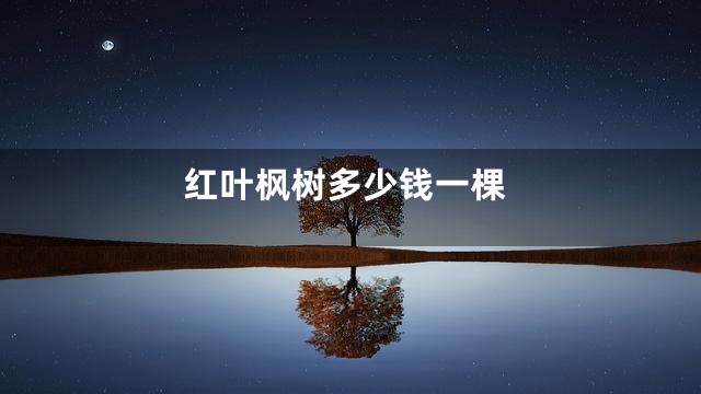 红叶枫树多少钱一棵