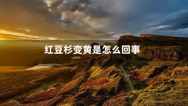 红豆杉变黄是怎么回事