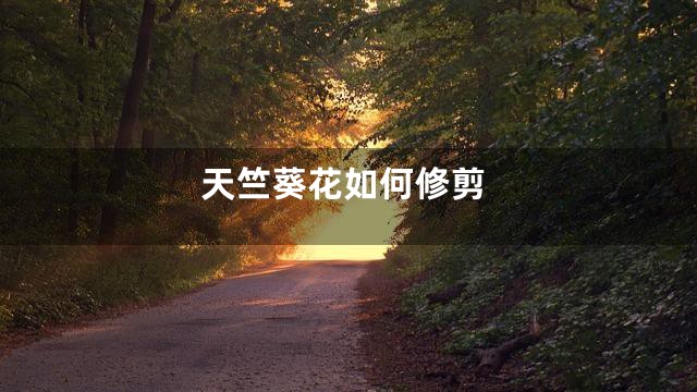 天竺葵花如何修剪