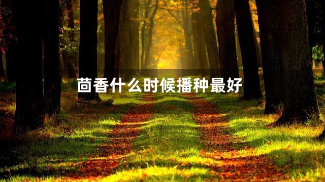 茴香什么时候播种最好