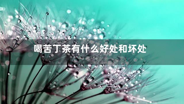 喝苦丁茶有什么好处和坏处