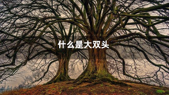 什么是大双头