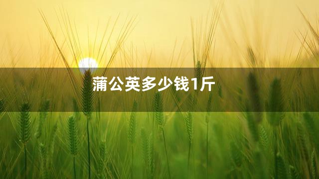 蒲公英多少钱1斤