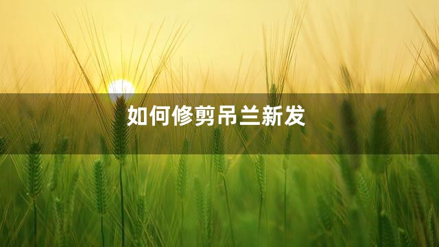 如何修剪吊兰新发