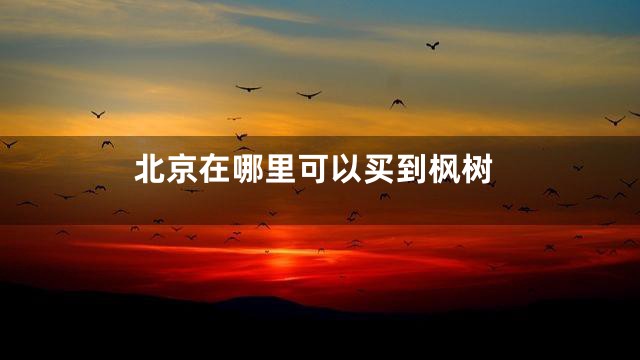 北京在哪里可以买到枫树