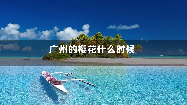 广州的樱花什么时候