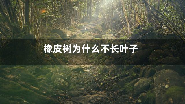 橡皮树为什么不长叶子