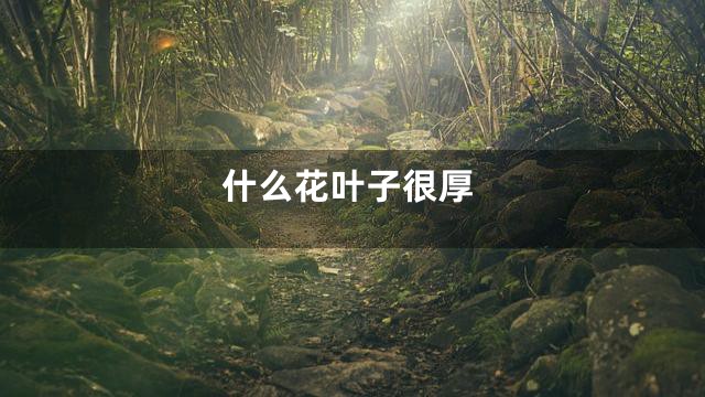 什么花叶子很厚