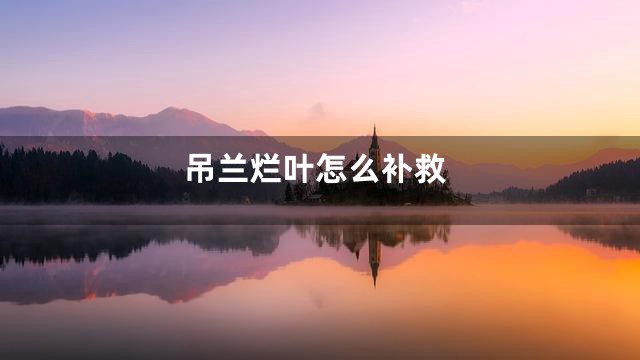 吊兰烂叶怎么补救