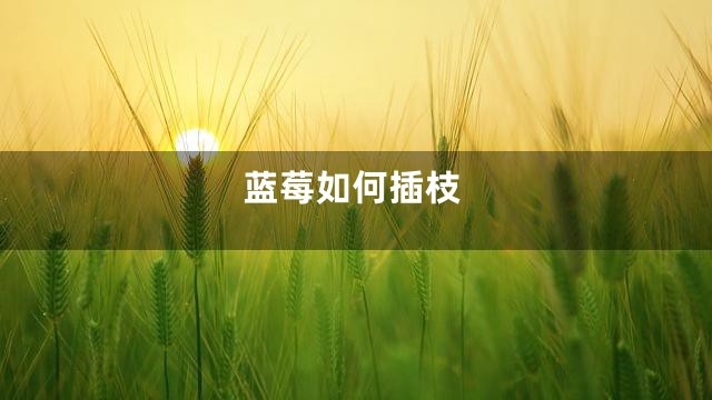 蓝莓如何插枝