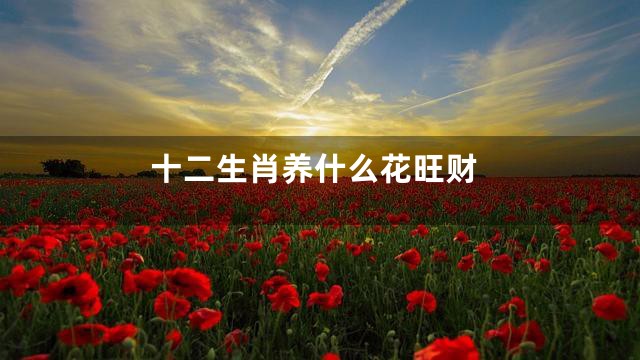 十二生肖养什么花旺财