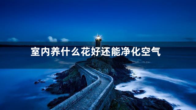 室内养什么花好还能净化空气