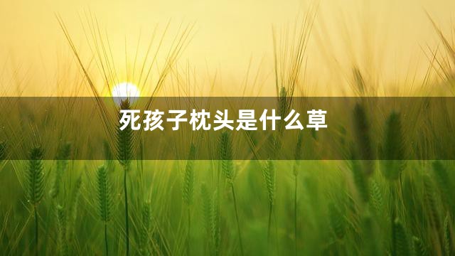 死孩子枕头是什么草