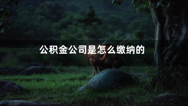 公积金公司是怎么缴纳的
