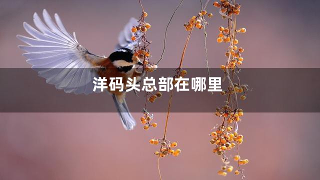 洋码头总部在哪里