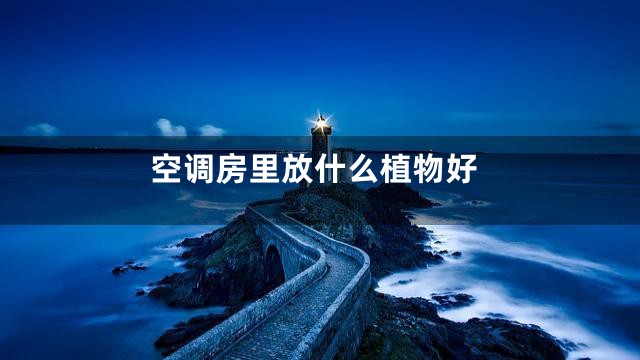 空调房里放什么植物好