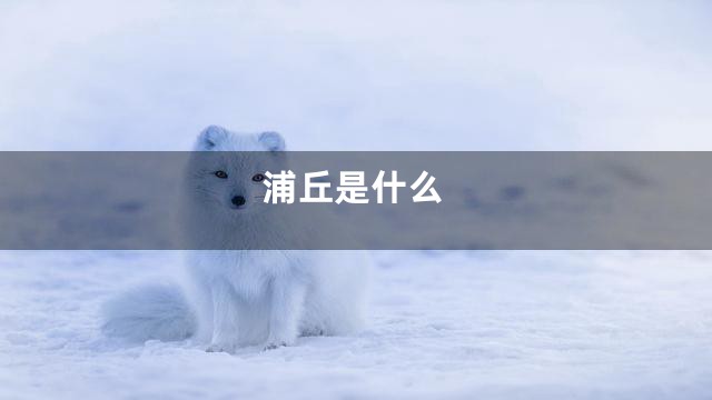 浦丘是什么