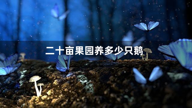 二十亩果园养多少只鹅
