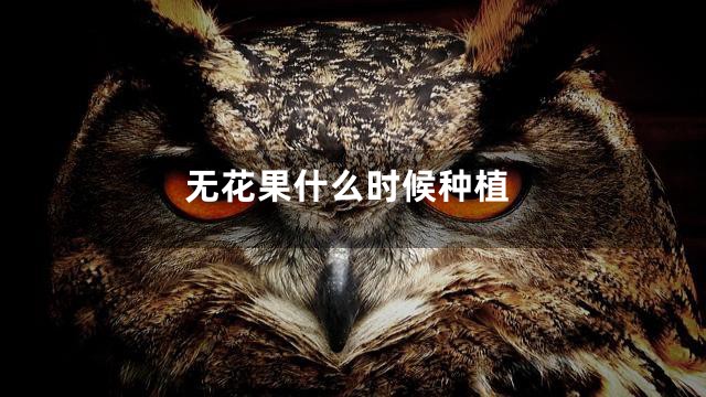 无花果什么时候种植