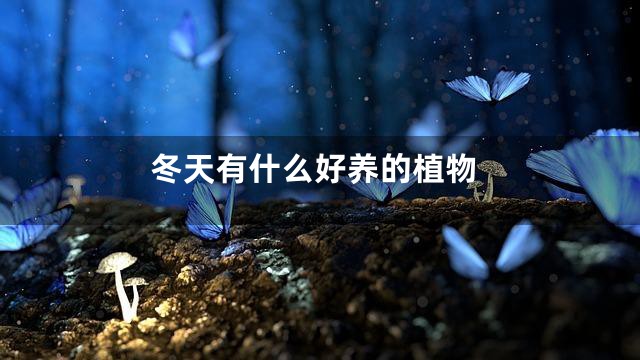 冬天有什么好养的植物
