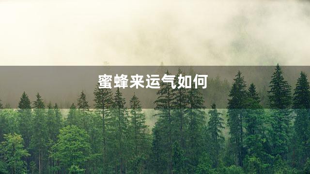 蜜蜂来运气如何