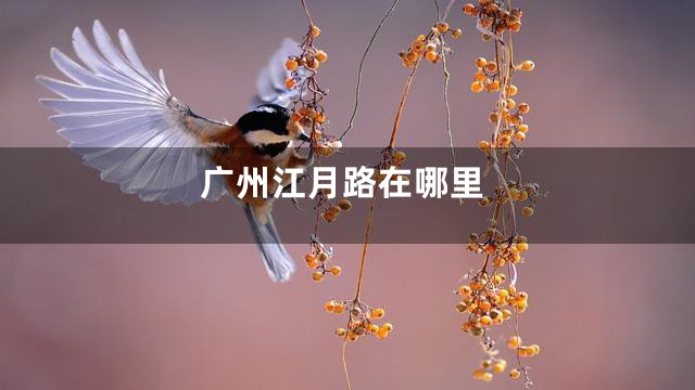 广州江月路在哪里