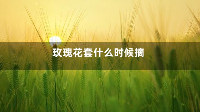 玫瑰花套什么时候摘